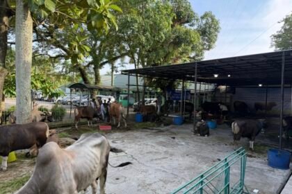 Disbunnak Kalsel Pastikan Ketersediaan dan Kesehatan Hewan Kurban