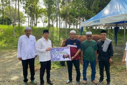 Sapi Kurban Bantuan Presiden RI Diserahkan Bupati Andi Rudi Latif  untuk Masyarakat di Hari Raya Idul Adha