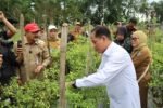 Dukung Ketahanan Pangan dan Kendali Inflasi, Wamenko Pangan Panen Cabai di Angkinang