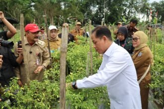 Dukung Ketahanan Pangan dan Kendali Inflasi, Wamenko Pangan Panen Cabai di Angkinang