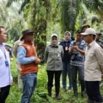 Wamenko Pangan Tinjau SISKA di Tanah Bumbu, Integrasi Sawit-Sapi Dinilai Mampu Kurangi Impor Daging