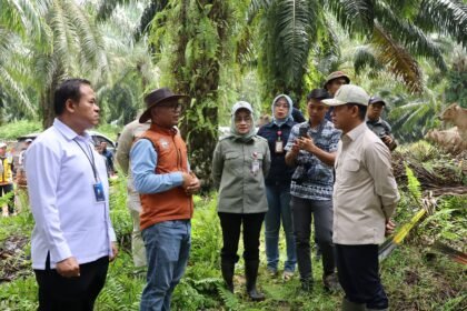 Wamenko Pangan Tinjau SISKA di Tanah Bumbu, Integrasi Sawit-Sapi Dinilai Mampu Kurangi Impor Daging
