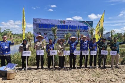 Panen Padi Apung di Tapin, Produktivitas Capai 6,5 Ton per Hektare