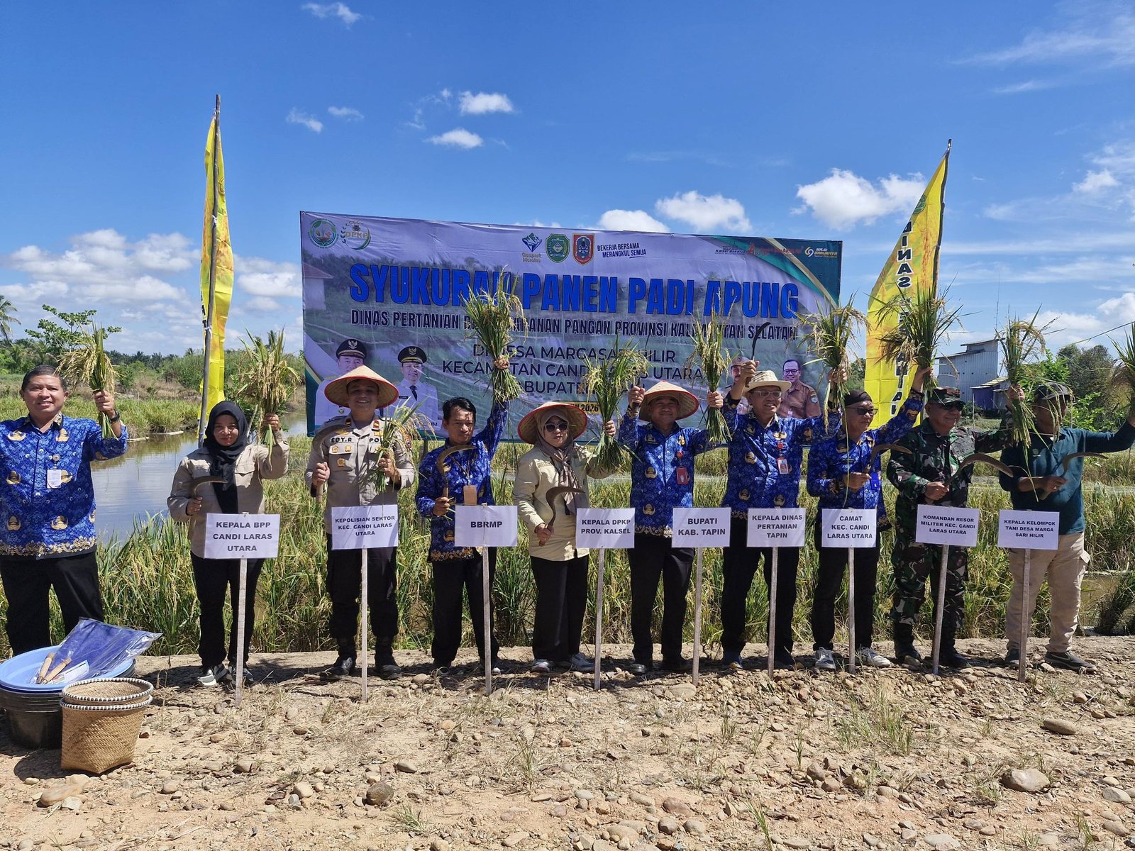 Panen Padi Apung di Tapin, Produktivitas Capai 6,5 Ton per Hektare