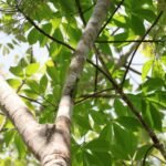 Monitoring Situs Batu Gamping Batu Laki Temukan Kadal Terbang, Perkuat Nilai Keanekaragaman Hayati Geopark Meratus