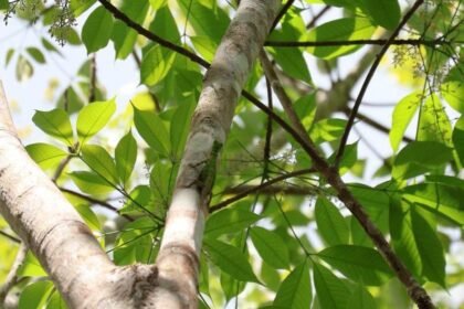 Monitoring Situs Batu Gamping Batu Laki Temukan Kadal Terbang, Perkuat Nilai Keanekaragaman Hayati Geopark Meratus